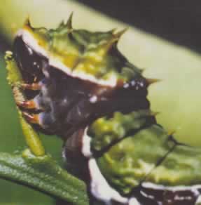 The segmented body of insects contain many holes called SPIRACLES that take air directly to the muscles.